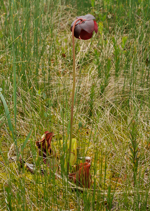 Sarracenia purpurea [72 mm, 1/400 Sek. bei f / 14, ISO 1600]